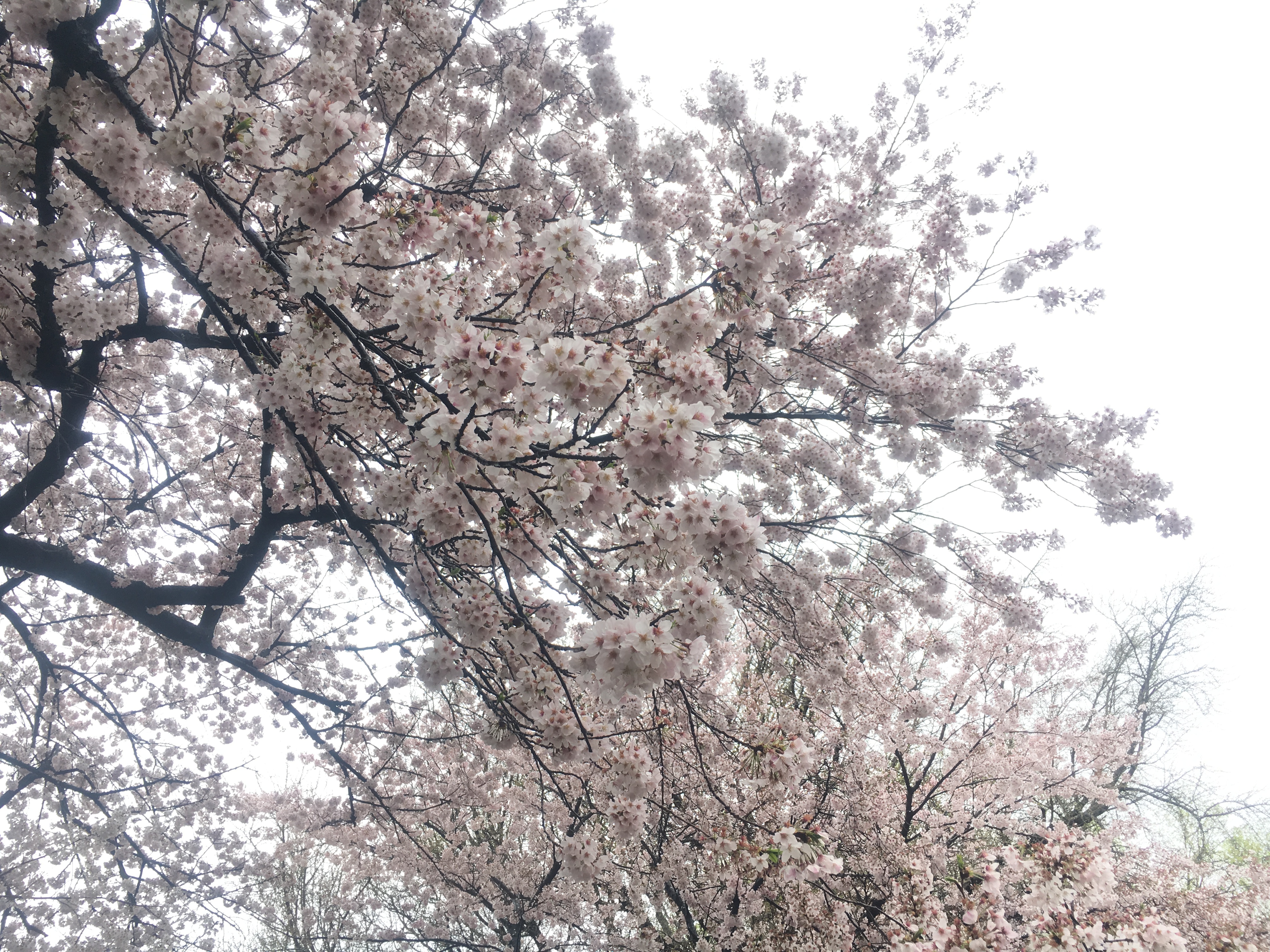 桜②